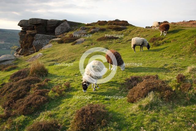 Sheep grazing, Curbar Edge, Derbyshire, 2009.  Creator: Peter Thompson.
