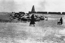Sheep grazing outside Samarra, Mesopotamia, 1918