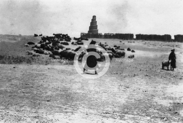 Sheep grazing outside Samarra, Mesopotamia, 1918. Artist: Unknown
