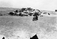 Sheep grazing outside Samarra, Mesopotamia, 1918