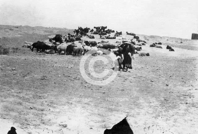 Sheep grazing outside Samarra, Mesopotamia, 1918. Artist: Unknown