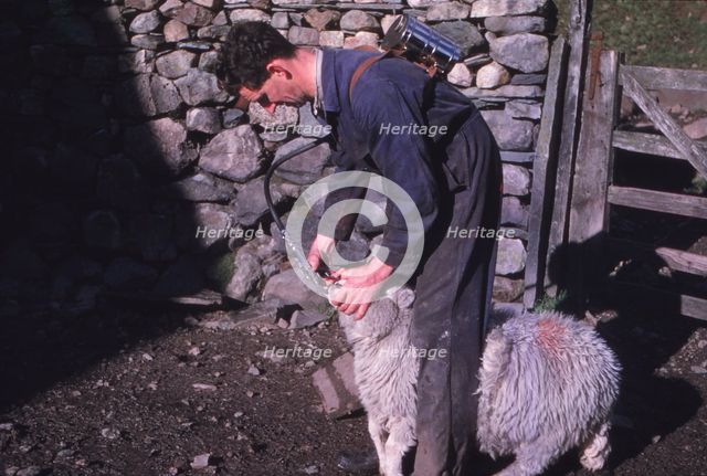 Sheep Farmer giving worm treatment to Ewe, English Lake District, c1960. Artist: CM Dixon.