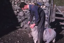 Sheep Farmer giving worm treatment to Ewe, English Lake District, c1960. Artist: CM Dixon