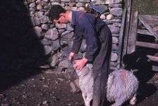 Sheep Farmer giving worm treatment to Ewe, English Lake District, c1960. Artist: CM Dixon