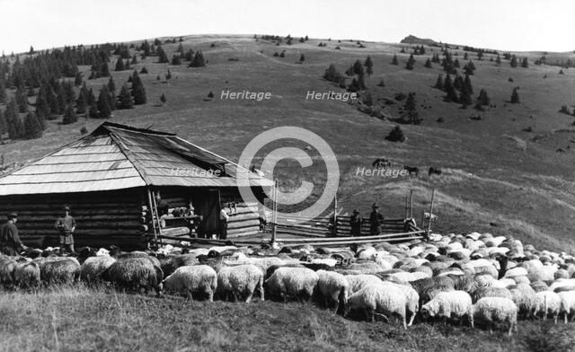 Sheep farming, Bistrita Valley, Moldavia, north-east Romania, c1920-c1945. Artist: Adolph Chevalier