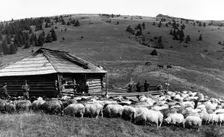 Sheep farming, Bistrita Valley, Moldavia, north-east Romania, c1920-c1945. Artist: Adolph Chevalier