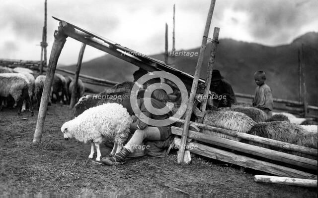 Sheep farming, Bistrita Valley, Moldavia, north-east Romania, c1920-c1945. Artist: Adolph Chevalier