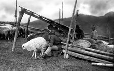 Sheep farming, Bistrita Valley, Moldavia, north-east Romania, c1920-c1945. Artist: Adolph Chevalier