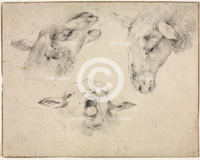 Sheep Heads, second or third quarter 1800s. Creator: Wouter Verschuur (Dutch, 1812-1874).