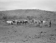 Sheep herders pack train coming down from summer camp, Washington County, Idaho, 1939. Creator: Dorothea Lange
