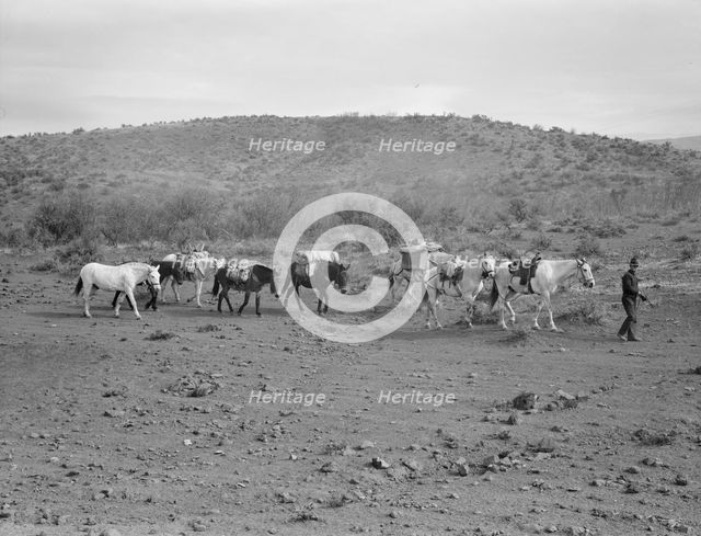 Sheep herders' pack train coming down from summer camp, Washington County, Idaho, 1939. Creator: Dorothea Lange.