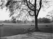 Sheep in Central Park, New York, between 1900 and 1906. Creator: Unknown