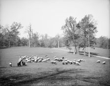 Sheep in Prospect Park, Brooklyn, N.Y., between 1900 and 1905. Creator: Unknown