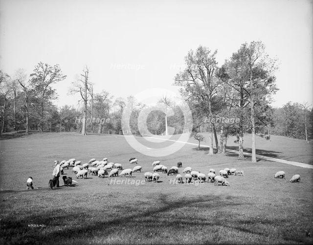 Sheep in Prospect Park, Brooklyn, N.Y., between 1900 and 1905. Creator: Unknown.