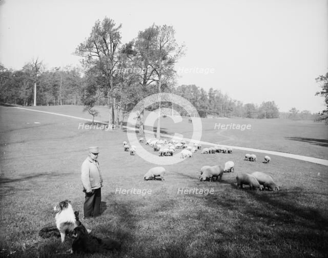 Sheep in Prospect Park, Brooklyn, N.Y., between 1900 and 1905. Creator: Unknown.