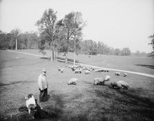 Sheep in Prospect Park, Brooklyn, N.Y., between 1900 and 1905. Creator: Unknown