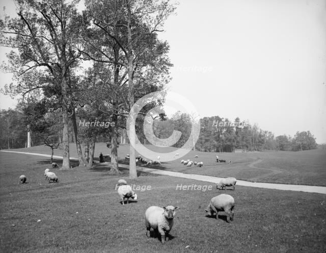 Sheep in Prospect Park, Brooklyn, N.Y., between 1900 and 1905. Creator: Unknown.
