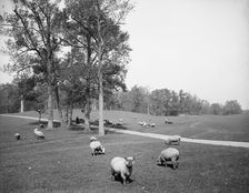 Sheep in Prospect Park, Brooklyn, N.Y., between 1900 and 1905. Creator: Unknown
