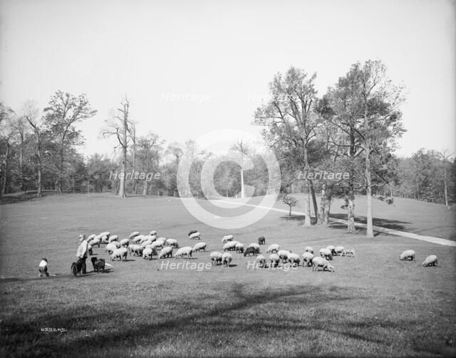 Sheep in Prospect Park, Brooklyn, N.Y., between 1900 and 1905. Creator: Unknown.