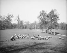 Sheep in Prospect Park, Brooklyn, N.Y., between 1900 and 1905. Creator: Unknown