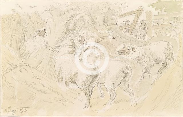 Sheep in the grain, 1870. Creator: August Spiess.