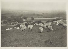 Sheep on hillside. From the album: Photograph album - England, 1920s. Creator: Harry Moult