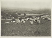 Sheep on hillside. From the album: Photograph album - England, 1920s. Creator: Harry Moult