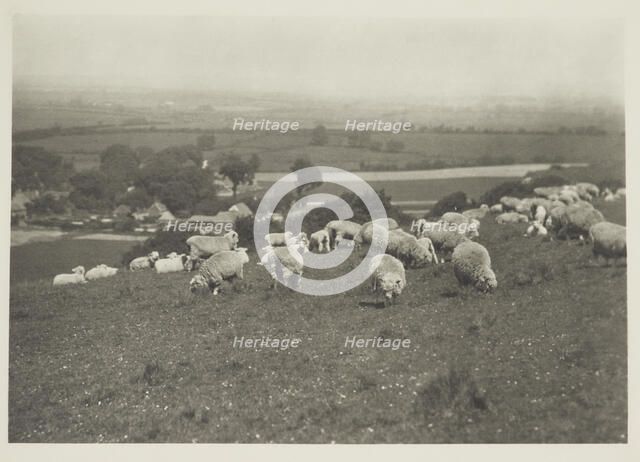Sheep on hillside. From the album: Photograph album - England, 1920s. Creator: Harry Moult.