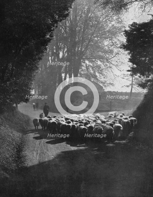 Sheep on the way to the Wilton Sheep Fair, Wilton, Wiltshire, 1924-1926. Artist: Charles E Brown