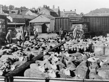 Sheep market, Bakewell, Derbyshire, c1950s-1960s(?). Creator: Unknown