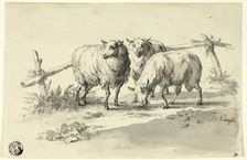Sheep, n.d. Creator: Johann Christoph Kimpfel