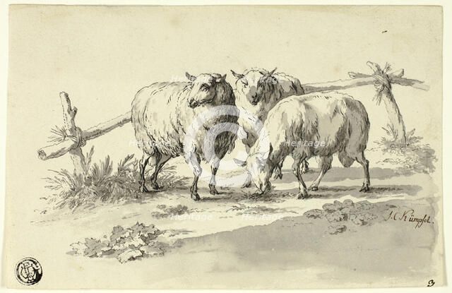 Sheep, n.d. Creator: Johann Christoph Kimpfel.