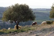 Sheep near Knossos with Olive tree in April at dusk, Crete, c20th century. Artist: CM Dixon
