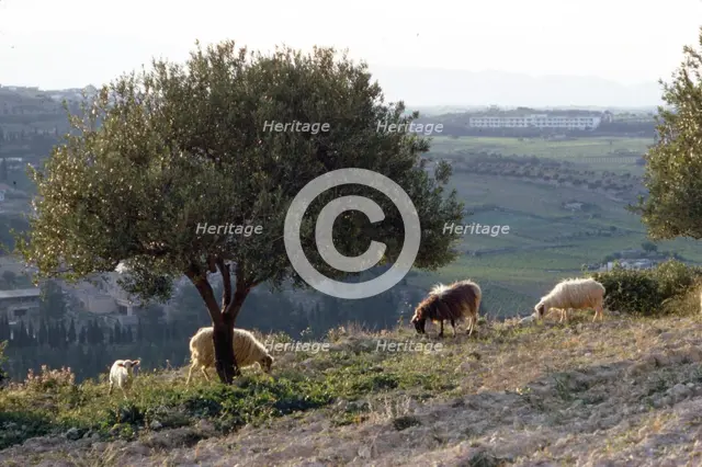 Sheep near Knossos with Olive tree in April at dusk, Crete, c20th century. Artist: CM Dixon.