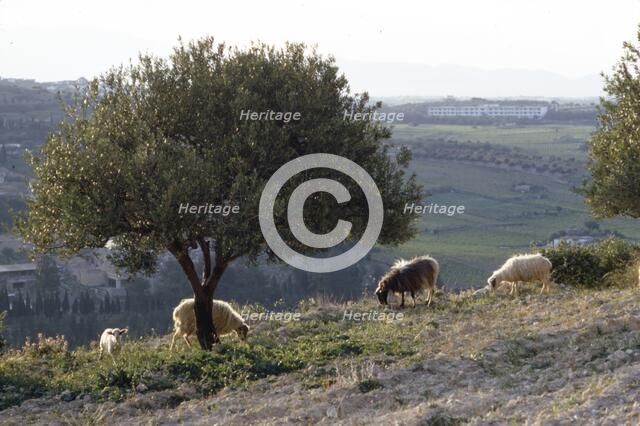 Sheep near Knossos with Olive tree in April at dusk, Crete, c20th century. Artist: CM Dixon.