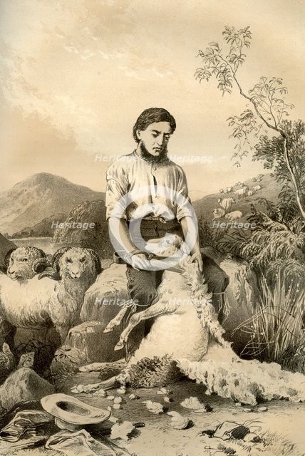 Sheep shearing, 1879. Artist: McFarlane and Erskine