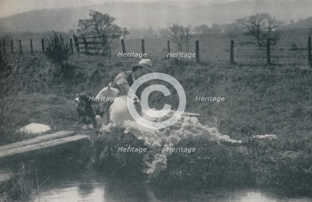 'Sheep Shearing', 1910. Artist: C Reid.