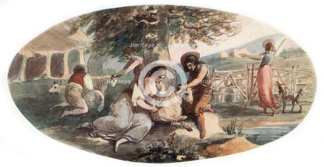 'Sheep Shearing', (1912).Artist: William Hamilton