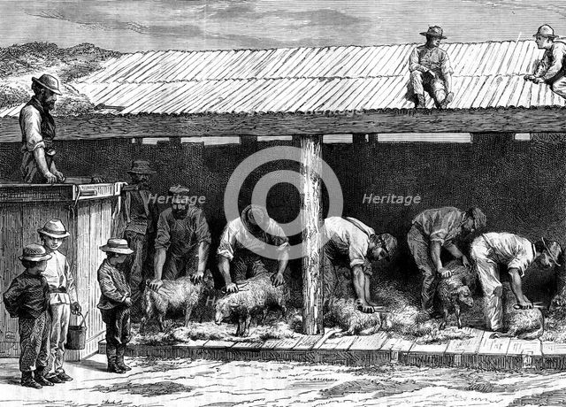 Sheep shearing, Australia, 1886.Artist: A Sirouy