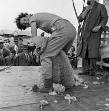 Sheep shearing, Long Ashton, Bristol, Avon, c1946-c1959. Artist: John Gay