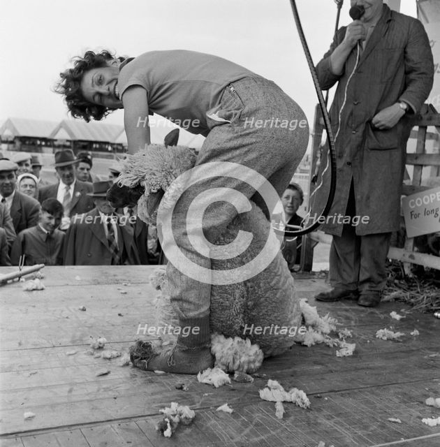 Sheep shearing, Long Ashton, Bristol, Avon, c1946-c1959. Artist: John Gay