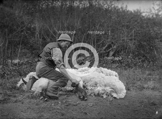 Sheep shearing, Northamptonshire, c1896-c1920. Artist: A Newton