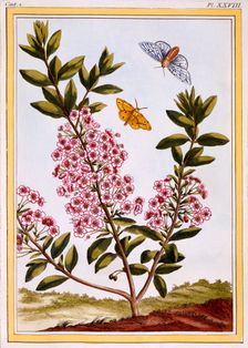 Sheep's Laurel (Kalmia augustifolia), pub. 1776. Creator: Pierre Joseph Buchoz (1731-1807)