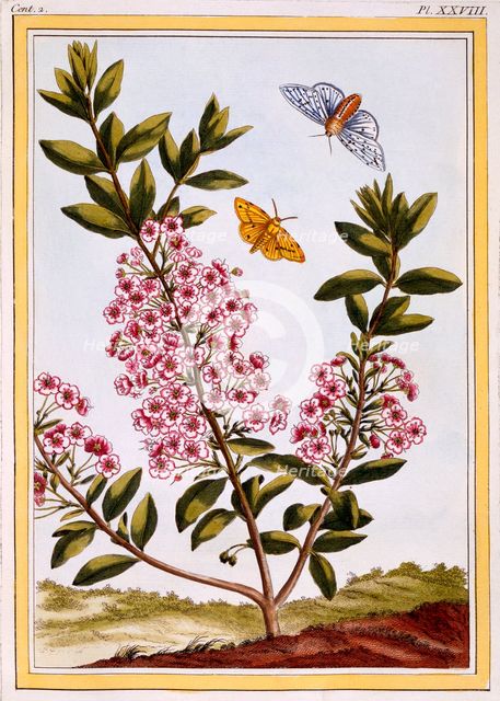 Sheep's Laurel (Kalmia augustifolia), pub. 1776. Creator: Pierre Joseph Buchoz (1731-1807).