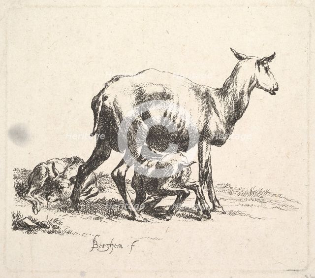 Sheep with Lamb Nursing. Creator: Nicolaes Berchem.