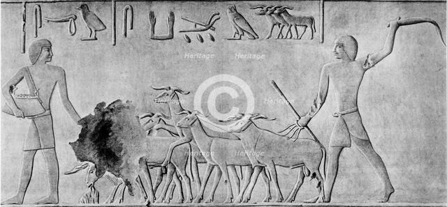 Sheep treading in seed, Ancient Egyptian tomb relief carving, c2000 BC. Artist: Unknown