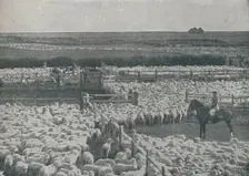 Sheepfolds in Australia 1910