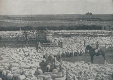 Sheepfolds in Australia 1910