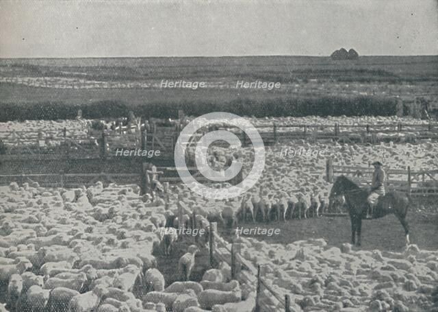 'Sheepfolds in Australia', 1910. Artist: Unknown.