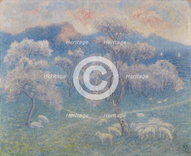 Sheeps and almond blossoms.